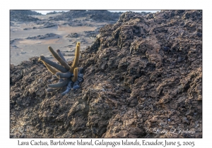 Lava Cactus