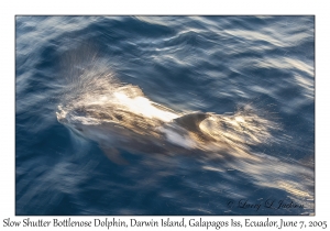 Slow Shutter Bottlenose Dolphin