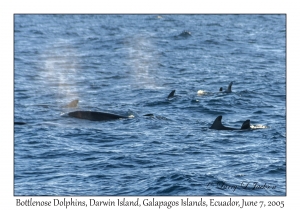 Bottlenose Dolphins