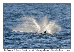 Bottlenose Dolphins