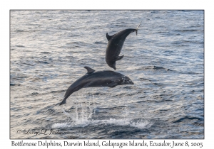 Bottlenose Dolphins