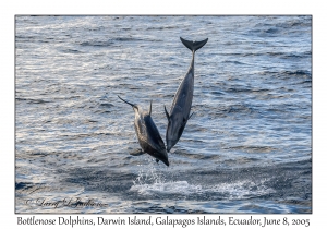 Bottlenose Dolphins