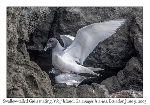 Swallow-tailed Gulls