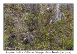 Red-footed Boobies