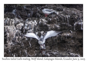 Swallow-tailed Gulls