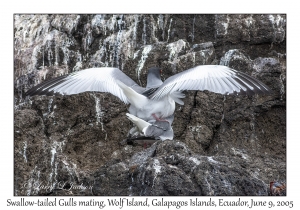 Swallow-tailed Gulls