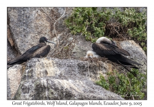 Great Frigatebirds & chick