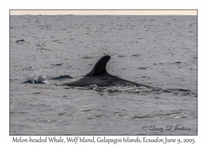 Melon-headed Whale