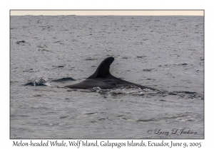 Melon-headed Whale