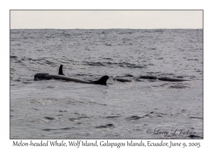 Melon-headed Whales