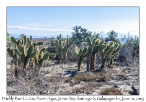 Prickly Pear Cactus