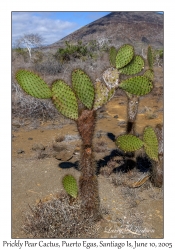 Prickly Pear Cactus