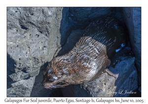 Galapagos Fur Seal