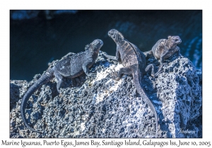 Marine Iguanas