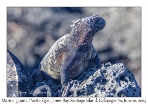 Marine Iguana