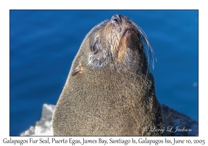 Galapagos Fur Seal