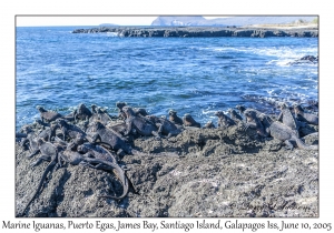 Marine Iguanas