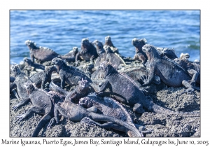 Marine Iguanas