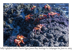 Sally Lightfoot Crabs