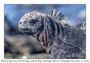 Marine Iguana