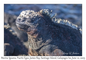 Marine Iguana