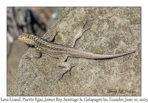 Lava Lizard