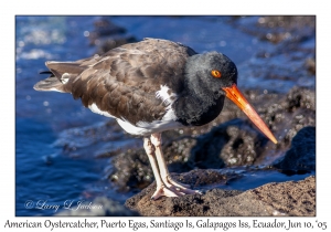 American Oystercatcher