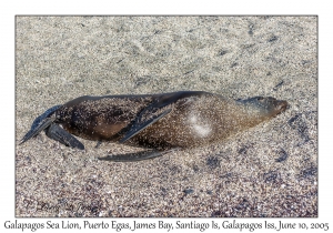 Galapagos Sea Lion