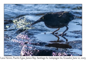 Lava Heron