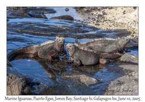 Marine Iguanas