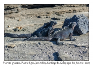 Marine Iguanas