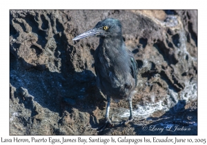 Lava Heron