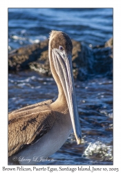 Brown Pelican