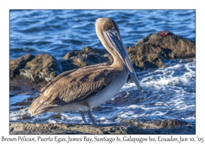 Brown Pelican