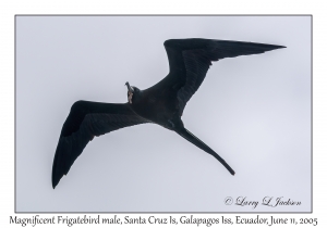 Magnificent Frigatebird male