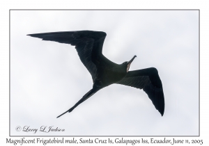 Magnificent Frigatebird male