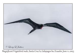 Magnificent Frigatebird male