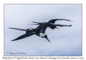 Magnificent Frigatebirds