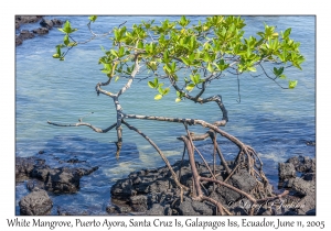 White Mangrove