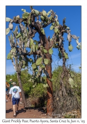 Giant Prickly Pear Cactus