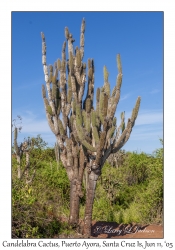 Candelabra Cactus