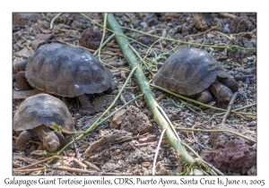 Galapagos Giant Tortoise juveniles