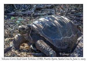 Volcano Cerro Azul Giant Tortoise