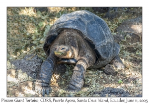 Pinzon Giant Tortoise