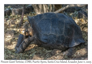Pinzon Giant Tortoise