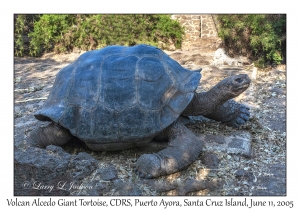 Volcan Alcedo Giant Tortoise