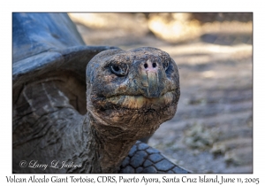 Volcan Alcedo Giant Tortoise