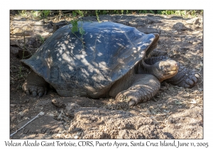 Volcan Alcedo Giant Tortoise