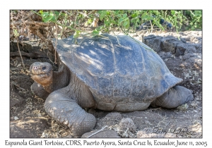 Espanola Giant Tortoise