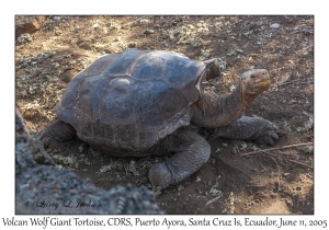 Volcan Wolf Giant Tortoise
